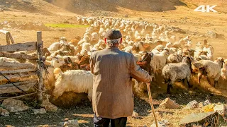 Anzer'deki Son Çoban - Dağlardaki Yalnız Adam | Belgesel