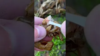 Satisfying Shrimp Parasite Removals (Best Compilation) #shorts