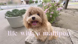 Life with a Maltipoo 🐾💕 Saturday puppy vlog 🐶🤎