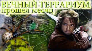 Вечный террариум - [1 месяц спустя]