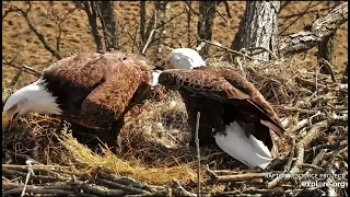 Decorah North Nest 3-12-24 Shift change, a look at the eggs