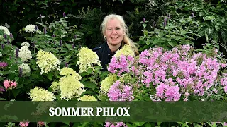 Sommerliche Farbenpracht: Alles über die Vielfalt der Sommer Phlox