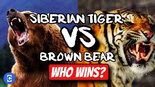 Siberian Tiger VS Brown Bear, Who Wins?| Creature
