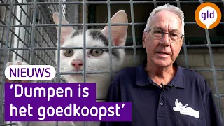 Dierenasiels zitten vol met katten: 'Het is tranentrekkend'