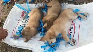Dramatic moment of rescuing three puppies from the owner who sold them