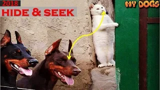 Dogs & Cats Playing With Hide & Seek | Funny & Cute