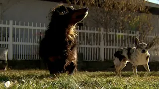 Dog saves friend from mountain lion attack