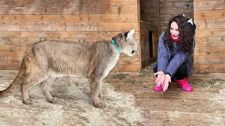 LYNX HANNA MEETS MARTIN / Cougar and kittens almost gave me a heart attack