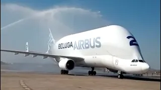 A chegada e BATISMO do 🐳Beluga em Campinas.