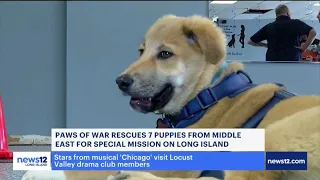 Paws of War Rescues 7 Dogs from Overseas - News12 Morning