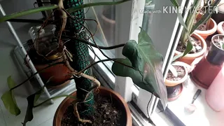 Growing philodendron indoor very easy