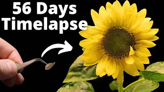 Growing Sunflower Time Lapse - Seed To Flower