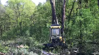 Karczowanie lasu pod drogę S-12, II etap obwodnicy Puław.