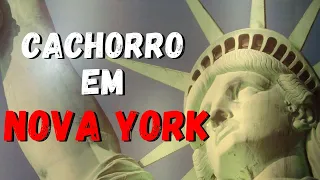 Será que cachorros são permitidos no METRÔ em Nova York, Estados Unidos? – Dica de Jurídica Pet