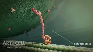 Kinesin Motor Protein 3D Animation (with Labels)