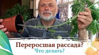 Что делать с переросшей рассадой?