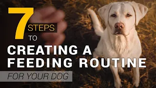How to Create a Healthy Feeding Routine for Your Dog