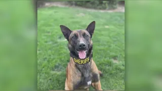 Clovis resident finds missing Madera Co. Sheriff's K-9