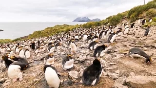 Timelapse Shows Penguins In Natural Habitat