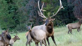 First Elk Bull to Form Herd in the Elk Rut