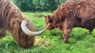 Highland Cattle Cow and Calf Eating Apples