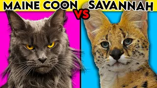 Maine Coon cat vs Savannah - Everything You Need To Know