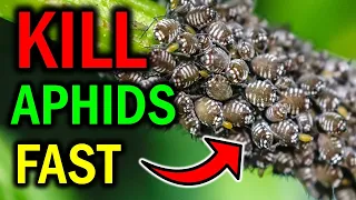How To Get Rid of APHIDS on Plants Naturally (DIY)