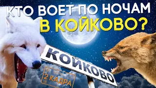 Кто воет по ночам в Койково? Истории про волков и шакалов. "Живой" овраг. Фотоловушка. 2 кадра