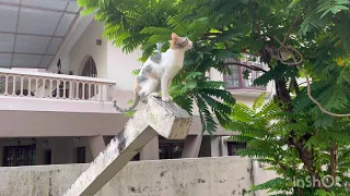 Kitten trying to catch birds