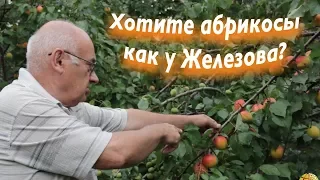 Абрикосовый Рай по методике садоводства Валерия Железова