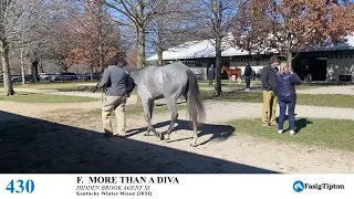 Hip #430 - More Than a Diva - Racing/Broodmare Prospect by More Than Ready - Diva Style
