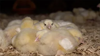 The Life of a Broiler Chicken