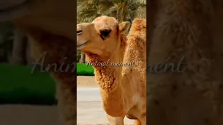 suara unta | camel sounds