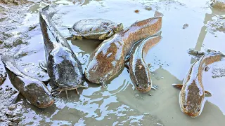 Tangkap ikan lele raksasa dalam lubang, ikan ikan gabus, ikan hias, ikan molly, ikan cupang buaya