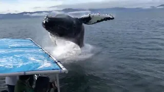 Горбатый кит окатил туристов холодной водой