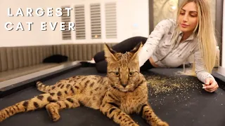 Is a Savannah cat a good pet?