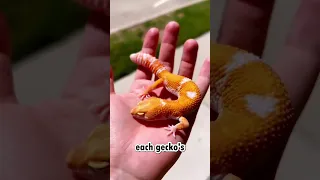 Here’s Why You Don’t Want to Keep Multiple Leopard Geckos in One Tank.