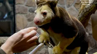 Training and Enrichment with Tristan, CMZoo Tree Kangaroo