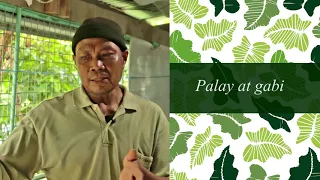 Taro Production | Zaldy Castillo of NaGFA