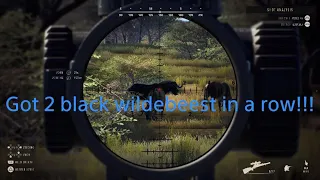 Way of the Hunter (got 2 black wildebeest in a row)