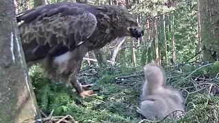 Huge mole by Andris, Anna is eating a big part of it~8:59 am 2020/09/13