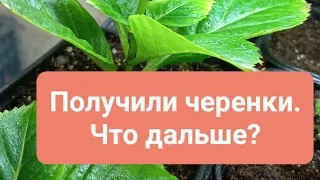 Как ухаживать за черенками крупнолистных гортензий. Что делать после получения.