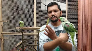 Parrots Mein Feather Problem kyun Ho jati hy? | PBI Official