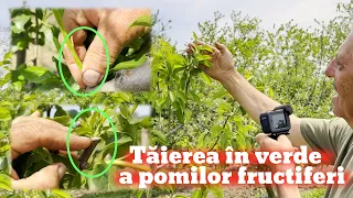 Taierea in verde a pomilor fructiferi pentru incepatori