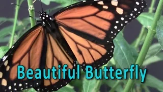 Beautiful Butterfly | Butterfly Metamorphosis | Life Cycle of a Butterfly/Jack Hartmann