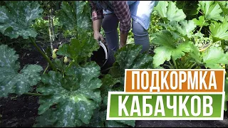 Самая лучшая подкормка кабачков ☘ Урожай больше в три раза