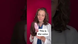 Vulva vs. vagina #shorts  |  Dr. Jennifer Lincoln