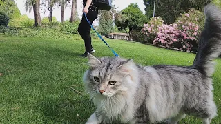 The pros and cons of walking cats outside