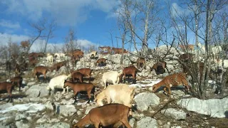 Farma Miljanić- Kako je sve počelo