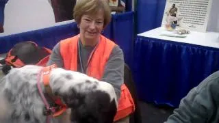 2010 Meet the Breeds: English Setters